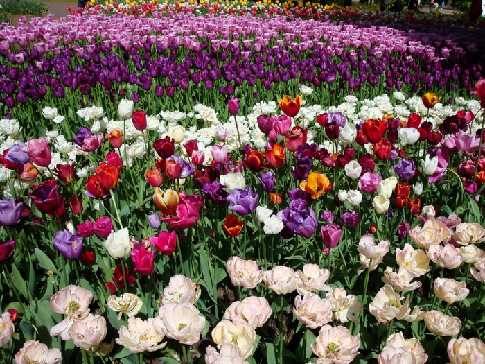 Field of colorful tulips