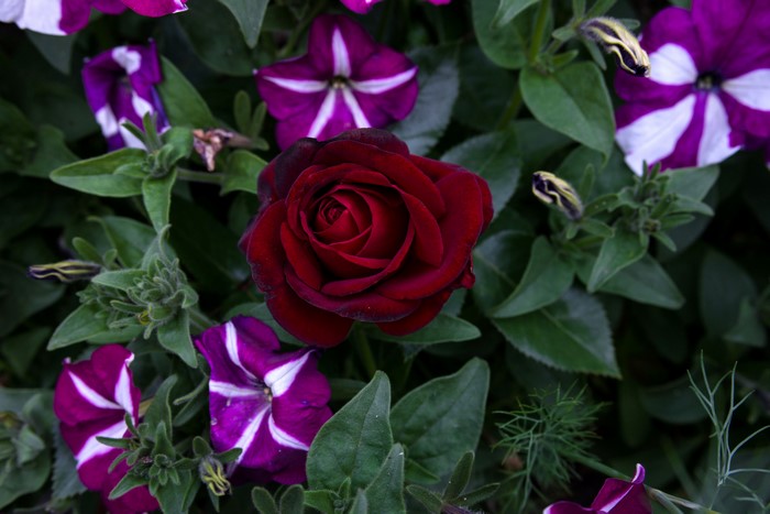 Red rose surrounded by purple and white petunias