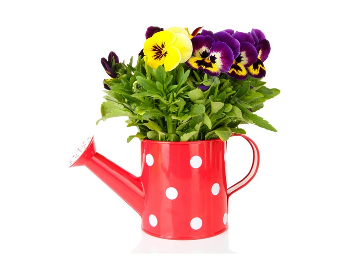 Pansies in a red polka dot watering can