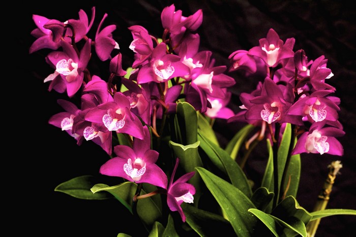 A cluster of deep pink orchids with white centers