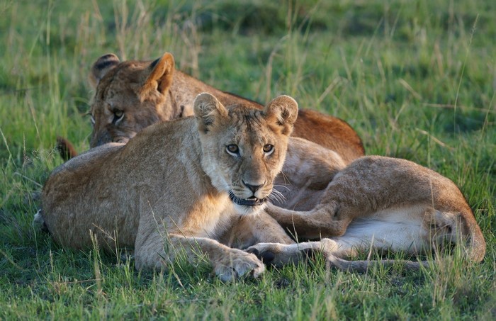 Two lions resting in tall grass