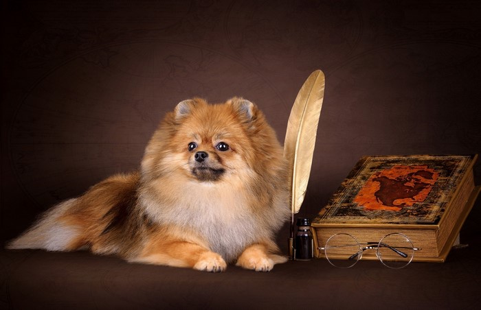 Pomeranian dog with a quill, book, and glasses