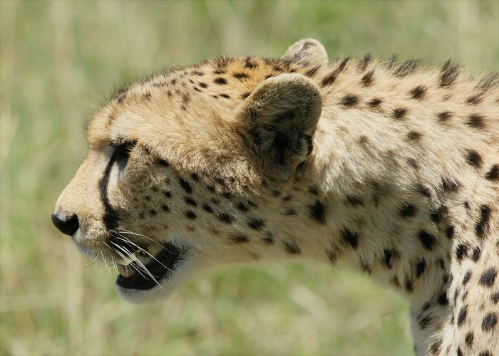 Close-up of a cheetah's head in profile