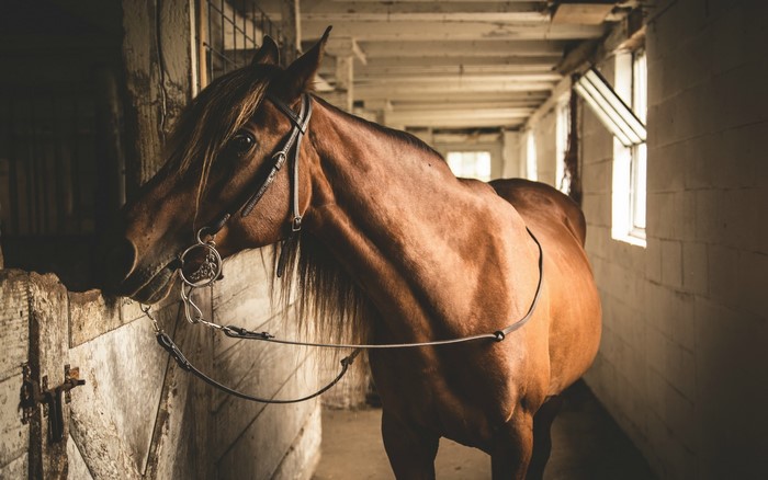 Brown horse in a stable