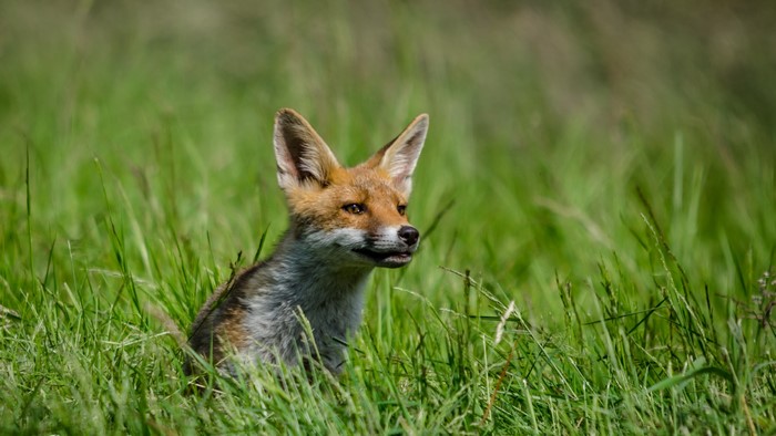 Fox in tall green grass