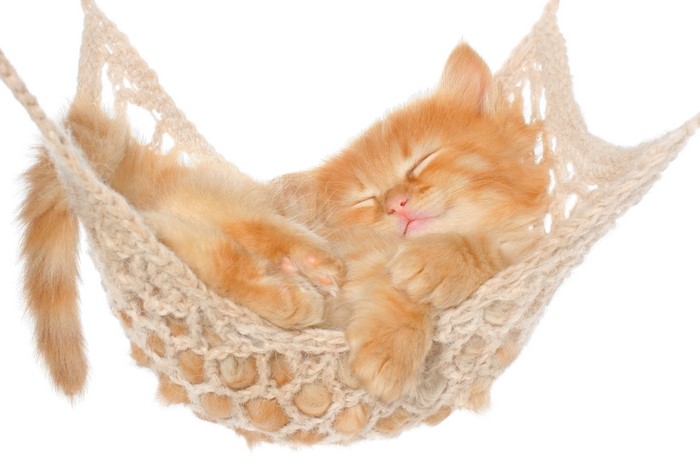 Ginger kitten sleeping in a hammock