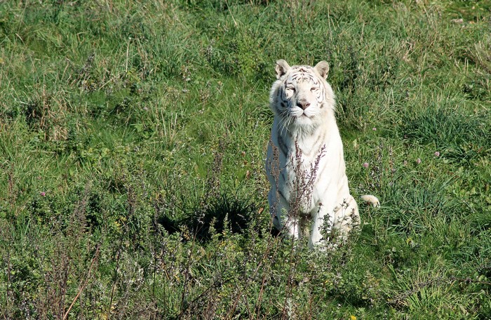 White Tiger Sitting in Green Grass