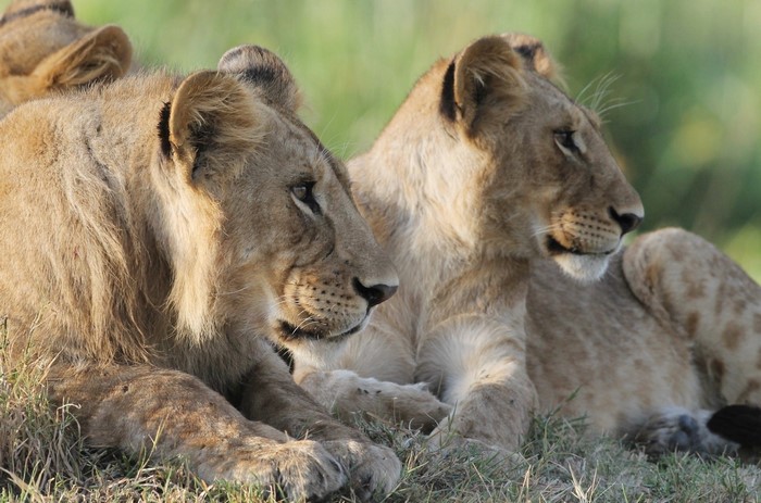 Two young lions resting in the grass