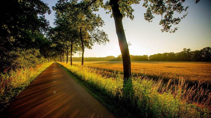 Road lined with trees leading to a field at sunset