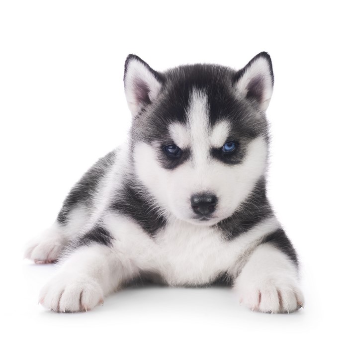 Husky Puppy with Blue Eyes