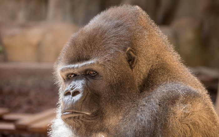 Gorilla looking to the side