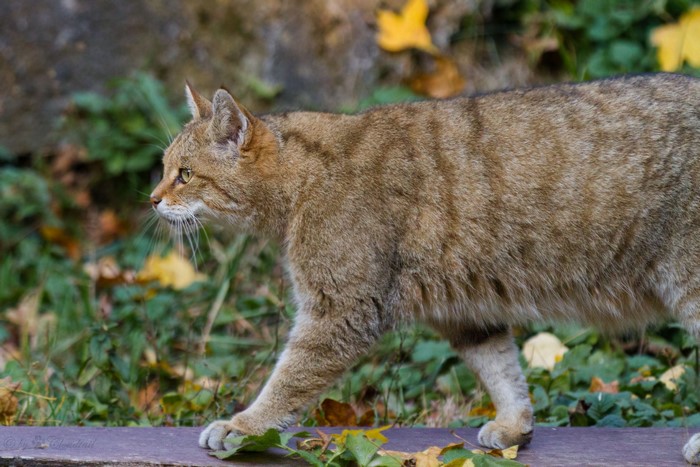 Wildcat walking on a path with autumn leaves