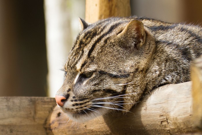 Fishing cat resting on wooden beams