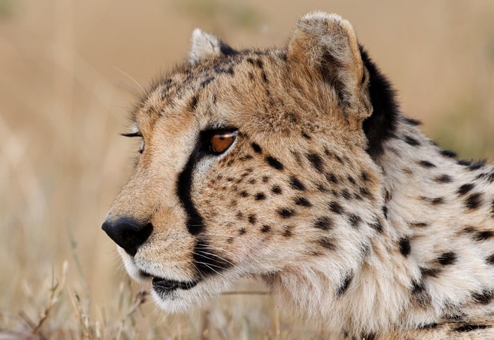 Close-up of a cheetah's head in profile