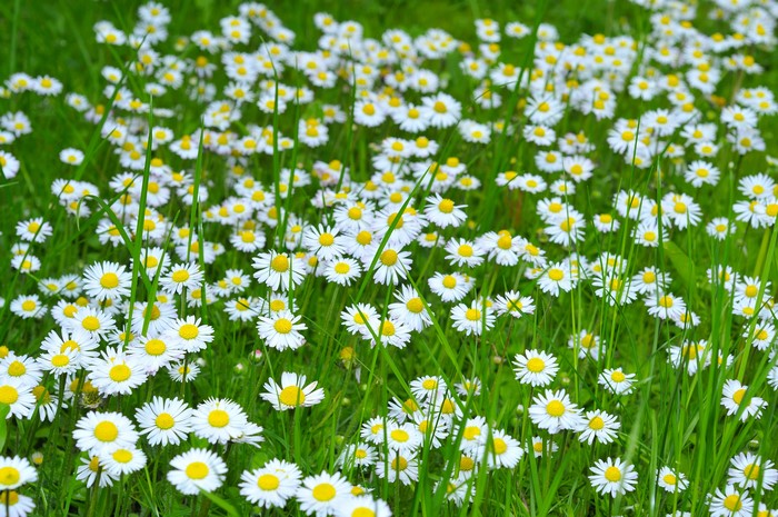 Field of Blooming White Camomiles