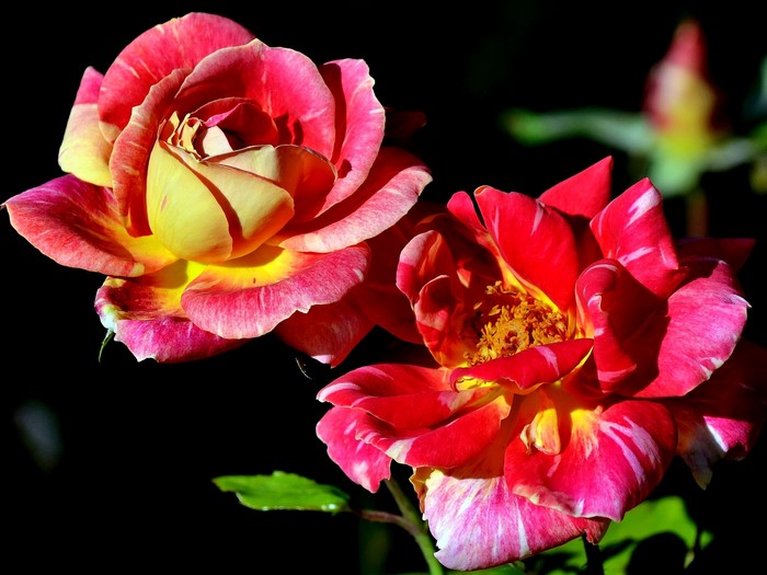 Two bi-colored roses with yellow and red petals