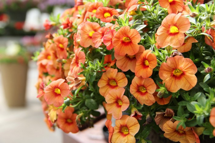 Orange Petunias in a Pot