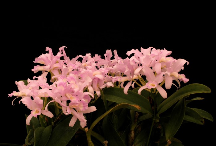 Pink orchids with green leaves on black background