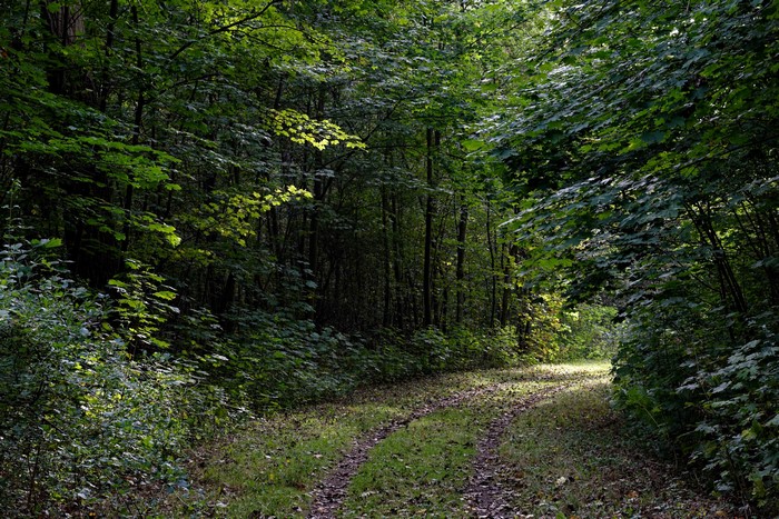 A winding forest path in the Netherlands