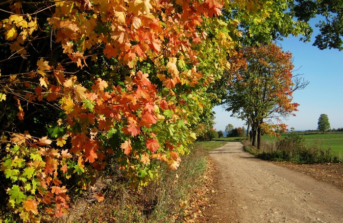Autumn road with colorful foliage