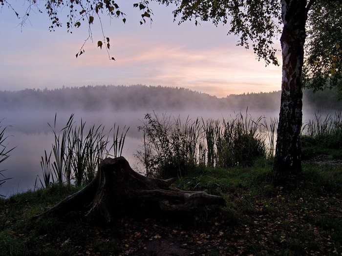 Misty lake at sunrise with tree stump and birch tree