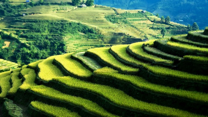 Terraced rice fields on a hillside