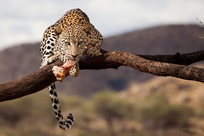 Leopard eating meat on a tree branch
