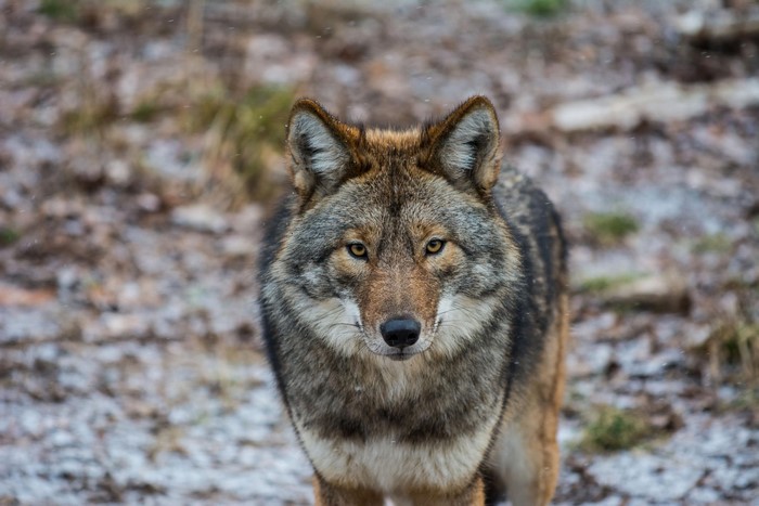 Coyote looking forward in a forest