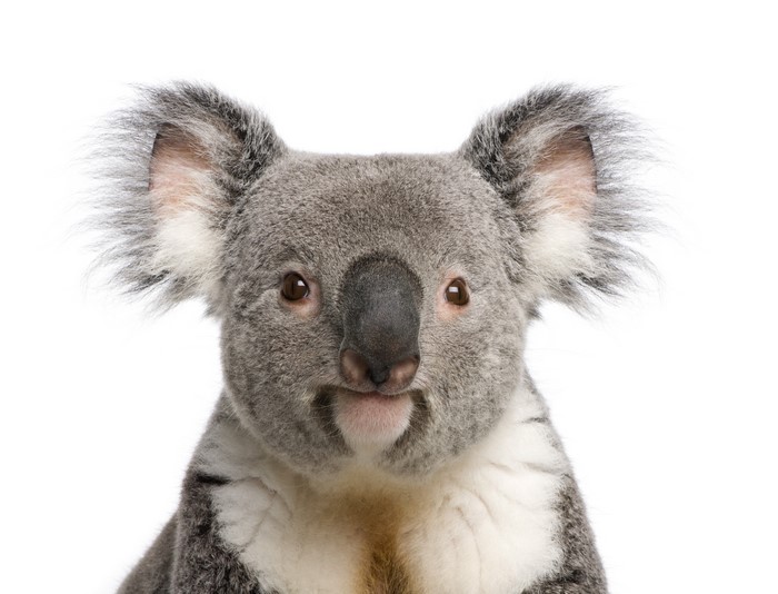 Close-up of a Koala