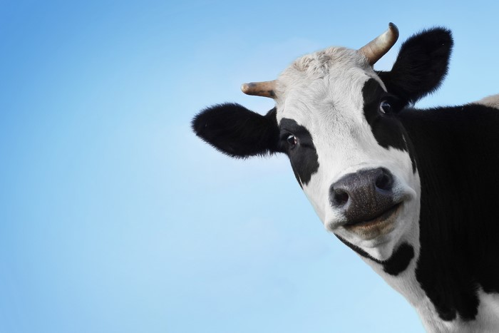 Cow with black and white spots against blue sky