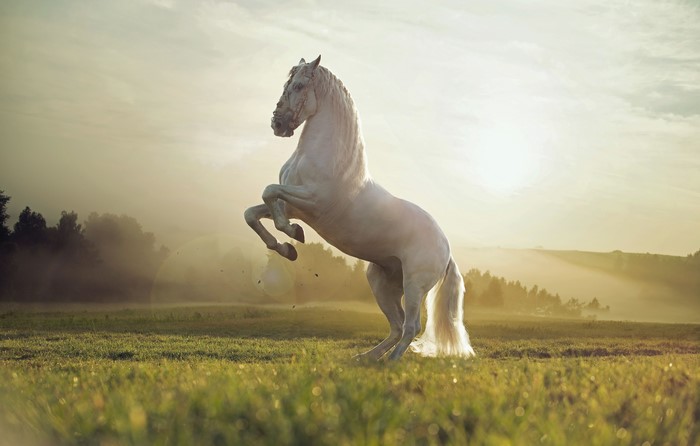 White horse rearing in a field at sunrise