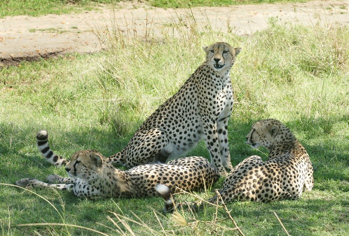 Three Cheetahs Resting in Grass