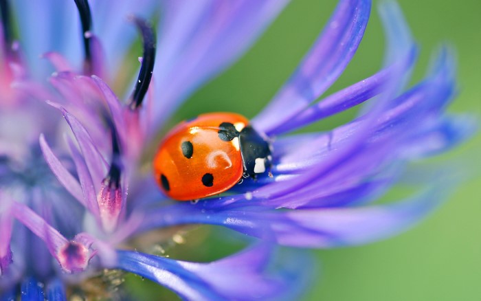 Ladybug on a purple flower