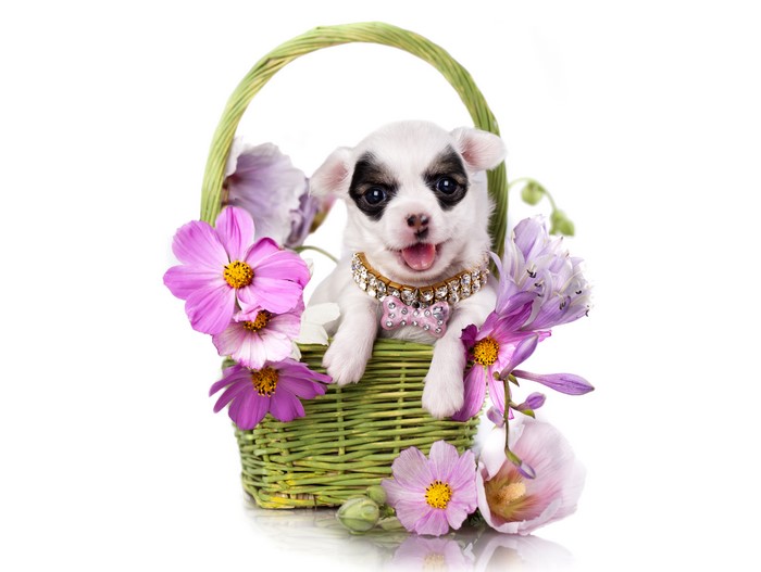 Chihuahua puppy in a wicker basket with flowers