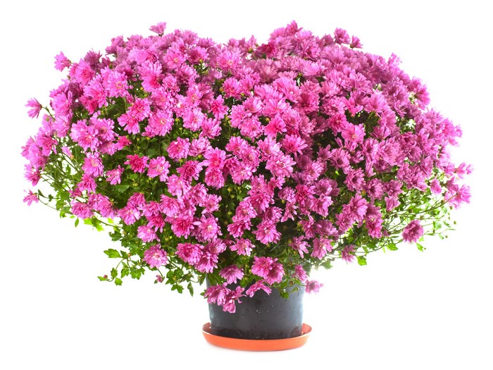 Pink Chrysanthemums in a Pot