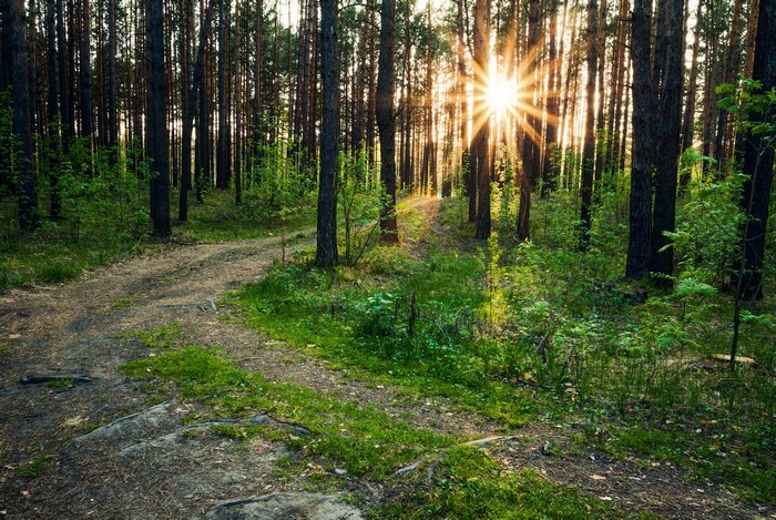 Sunlight filtering through a forest trail