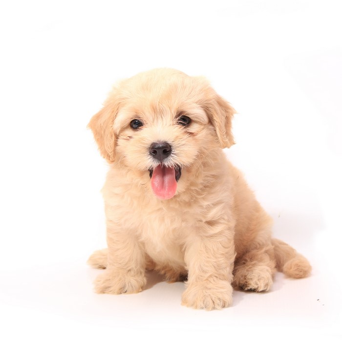 Bichpoo puppy sitting and panting