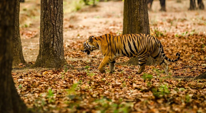 Tiger walking through a forest with fallen leaves