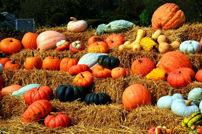 Pumpkins and Gourds on Hay Bales