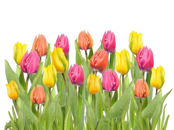 Many colorful tulips