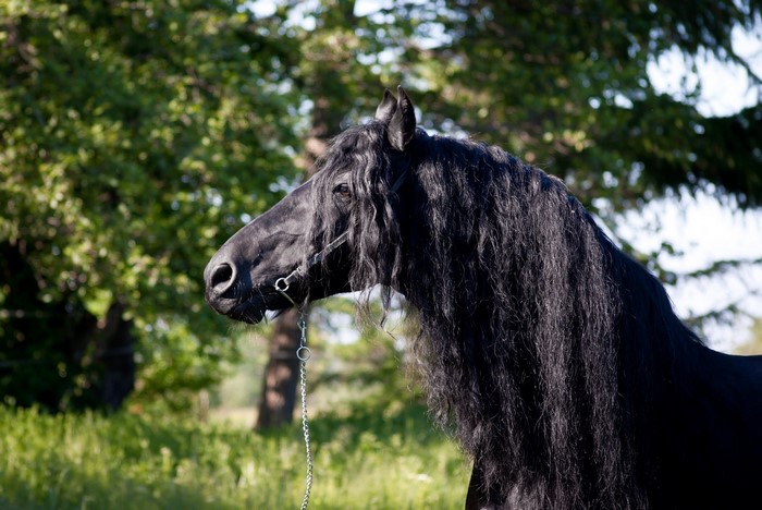 Black Friesian horse with long mane