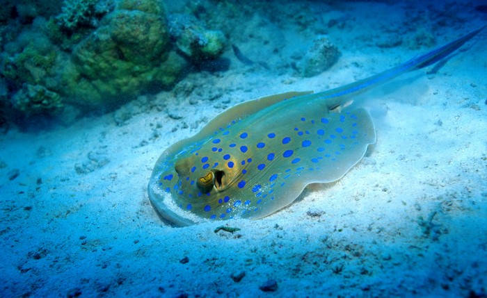 Blue-spotted stingray on sandy seabed