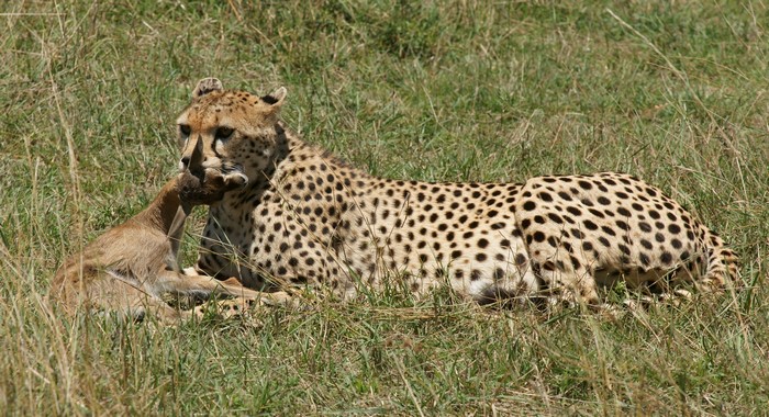 Cheetah with prey in grassy field
