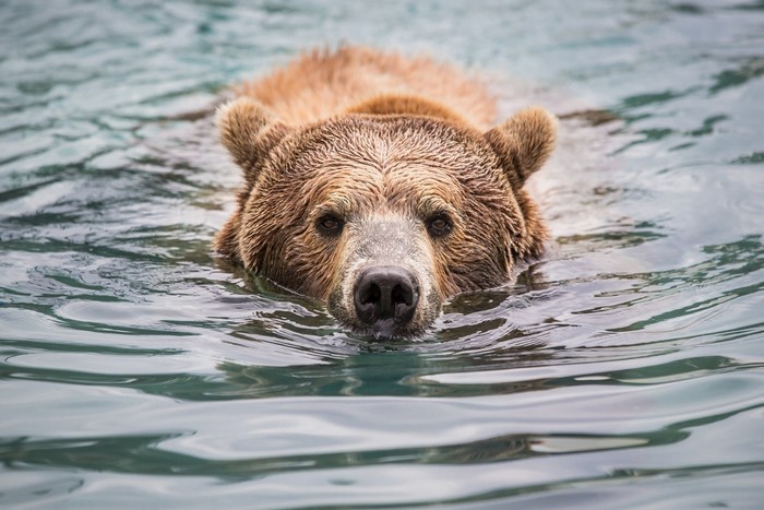 Brown bear swimming in water