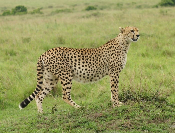Cheetah standing in a grassy field