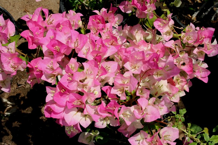 Pink and white bougainvillea flowers