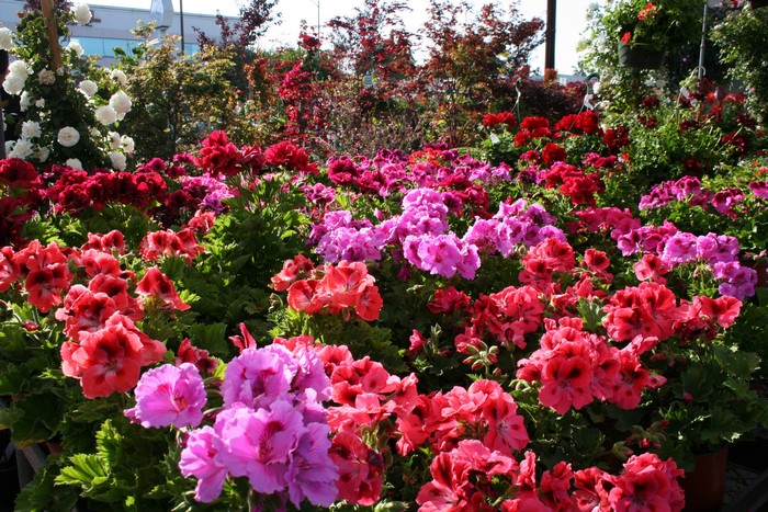 A field of red and pink geranium flowers
