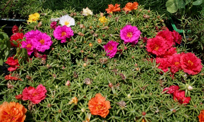 Portulaca flowers in various colors