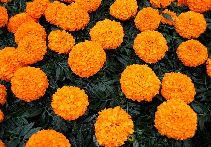 Orange Marigolds in Full Bloom