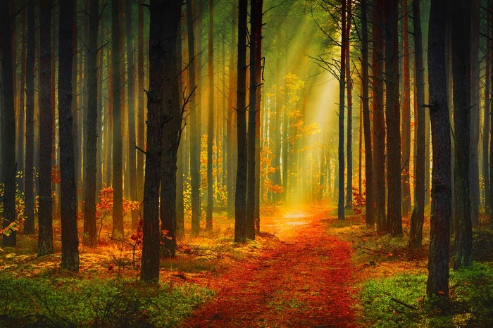 Autumn forest path with sun rays
